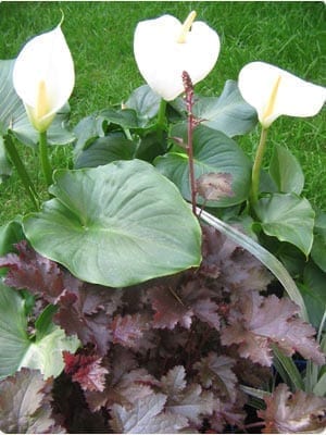 Zantedeschia - Manuka Design